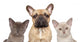 French Bulldog and Two Wall Decal
