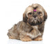 Shihtzu Puppy Portrait White Wall Decal