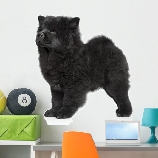 X421 How Chow Long-haired Wall Decal