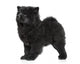 X421 How Chow Long-haired Wall Decal