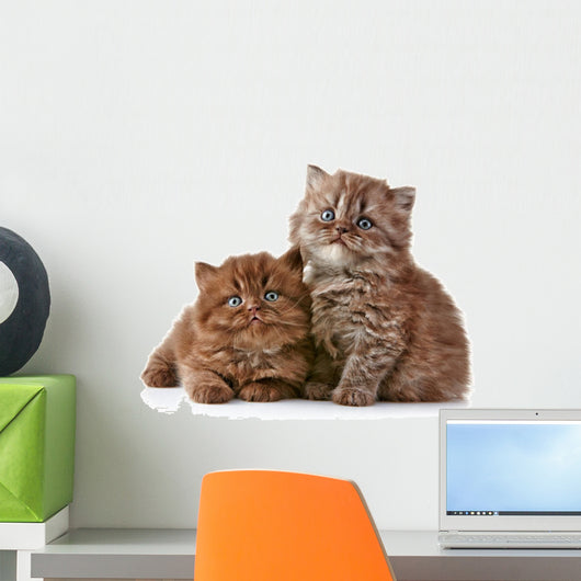 British long hair kittens 