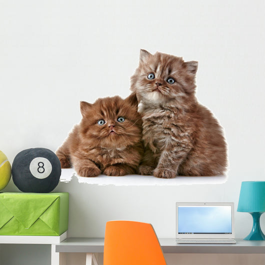 British long hair kittens 