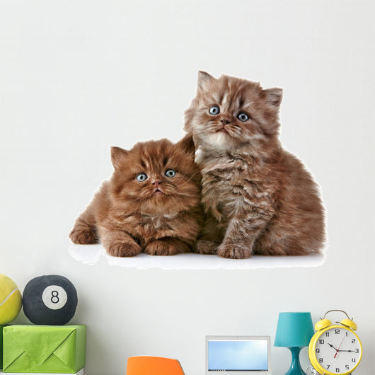British long hair kittens 