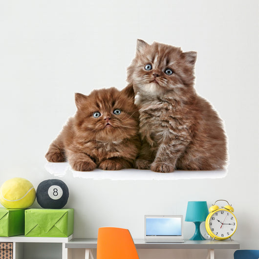 British long hair kittens 