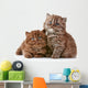 British long hair kittens 