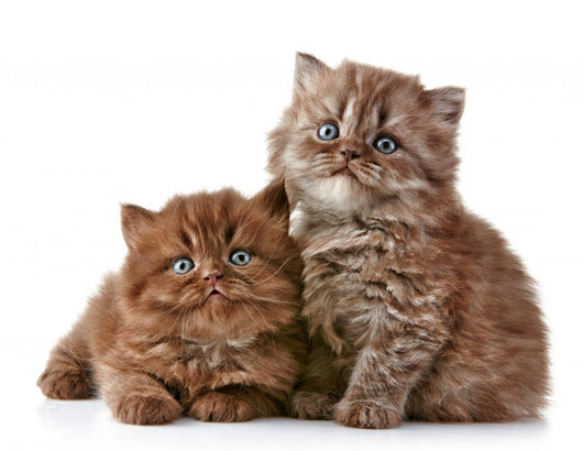 British long hair kittens 
