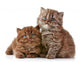 British long hair kittens 