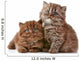 British long hair kittens 