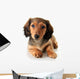 Dachshund Puppy Wall Decal