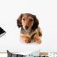Dachshund Puppy Wall Decal