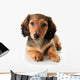 Dachshund Puppy Wall Decal