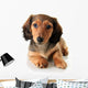 Dachshund Puppy Wall Decal