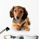 Dachshund Puppy Wall Decal