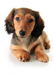 Dachshund Puppy Wall Decal