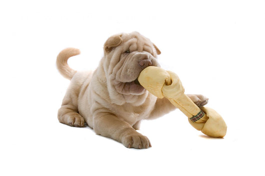 Shar Pei Puppy Wall Decal
