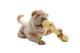 Shar Pei Puppy Wall Decal