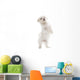 maltese dog isolated on white Wall Decal
