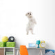 maltese dog isolated on white Wall Decal