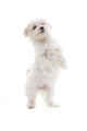maltese dog isolated on white Wall Decal