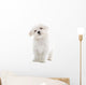 Maltese Dog Isolated on White Wall Decal
