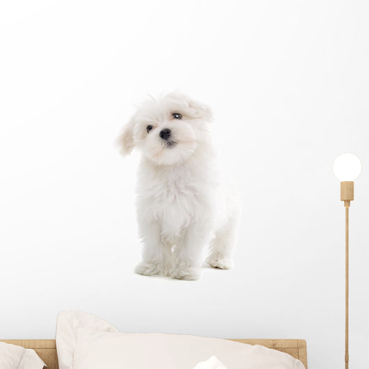 Maltese Dog Isolated on White Wall Decal