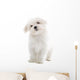 Maltese Dog Isolated on White Wall Decal