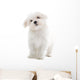 Maltese Dog Isolated on White Wall Decal