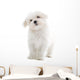 Maltese Dog Isolated on White Wall Decal