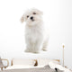 Maltese Dog Isolated on White Wall Decal
