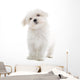 Maltese Dog Isolated on White Wall Decal