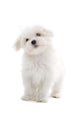 Maltese Dog Isolated on White Wall Decal