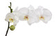 large white isolated three orchid flowers on branch 