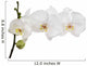 large white isolated three orchid flowers on branch 