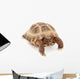 Russian Asian Tortoise Wall Decal