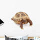 Russian Asian Tortoise Wall Decal