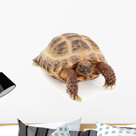 Russian Asian Tortoise Wall Decal