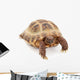 Russian Asian Tortoise Wall Decal