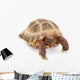 Russian Asian Tortoise Wall Decal