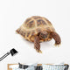 Russian Asian Tortoise Wall Decal
