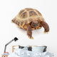 Russian Asian Tortoise Wall Decal