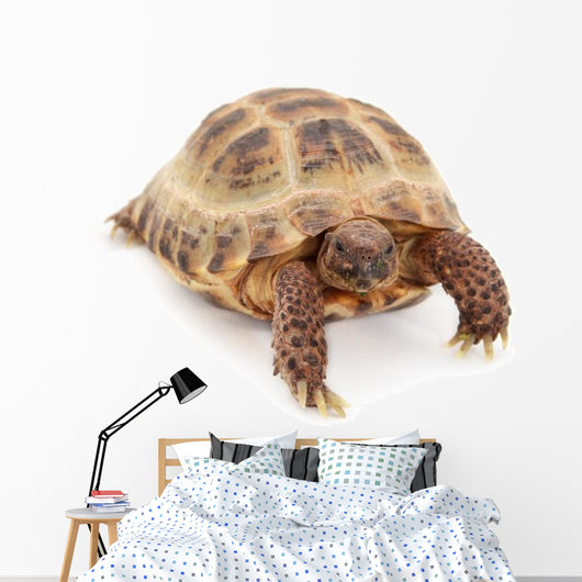 Russian Asian Tortoise Wall Decal