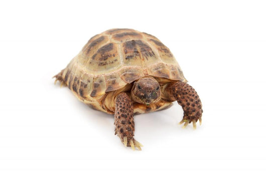Russian Asian Tortoise Wall Decal