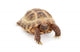 Russian Asian Tortoise Wall Decal