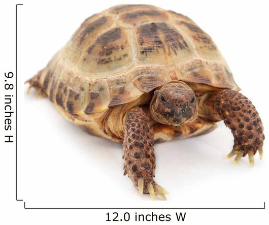 Russian Asian Tortoise Wall Decal