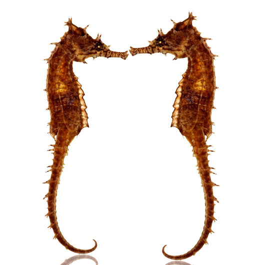 seahorses Wall Decal
