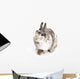 Female Dwarf Rabbit with Wall Decal