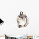 Female Dwarf Rabbit with Wall Decal