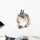 Female Dwarf Rabbit with Wall Decal