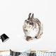 Female Dwarf Rabbit with Wall Decal