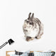 Female Dwarf Rabbit with Wall Decal